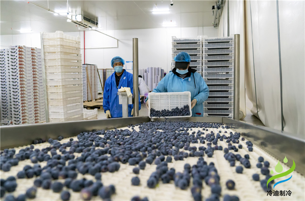 安裝一個100平米藍莓速凍冷庫造價多少錢？